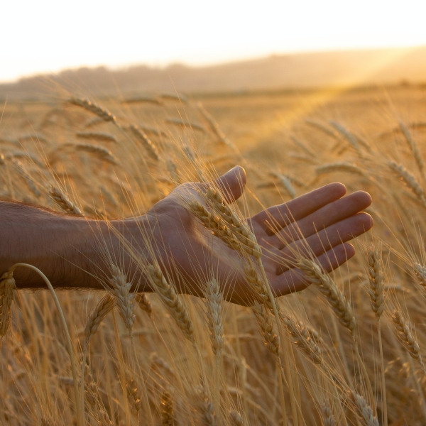 Agricultural nature-based solutions